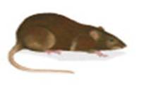 1585132190517198.jpg clip_image002.jpg