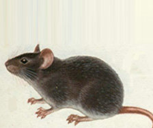 1585132235131281.jpg clip_image005.jpg