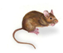 1585132244115992.jpg clip_image004.jpg