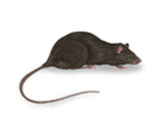 1585132252890714.jpg clip_image003.jpg