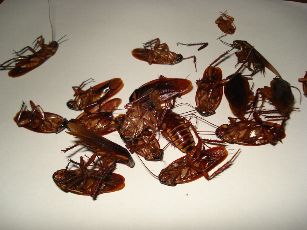 蟑螂吃果子 库存照片. 图片 包括有 的百威, 行程, 爬行, 昆虫, 健康, 敌意, 天线, 关闭, 憎恶 - 31224054