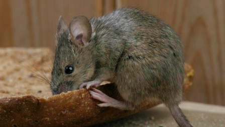 上海灭老鼠公司 上海灭老鼠公司