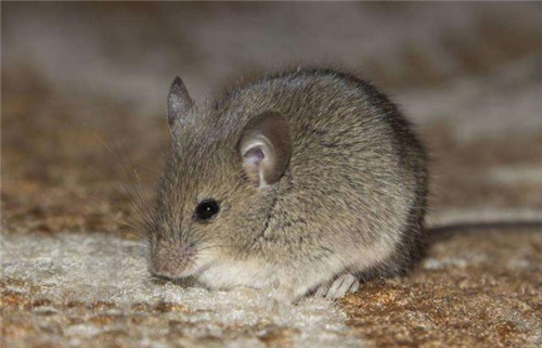 1592807067654255.jpg 1592807067654255.jpg