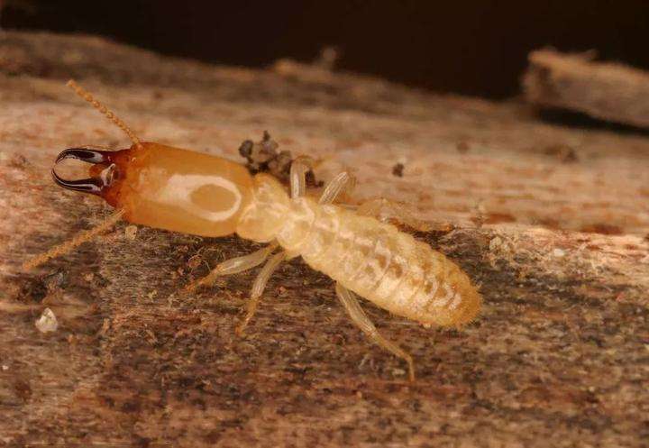 1595208491117610.jpg 1595208491117610.jpg