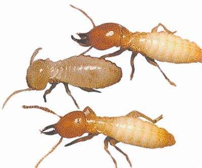 1595208491903925.jpg 1595208491903925.jpg