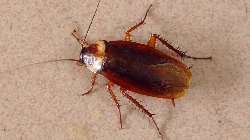 蟑螂防治 蟑螂防治