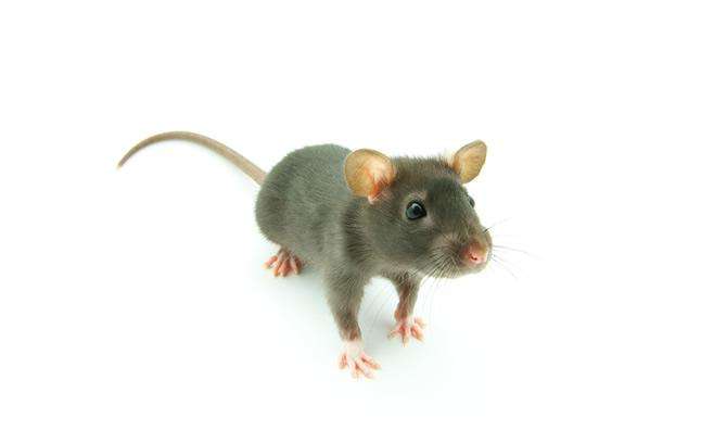 灭老鼠