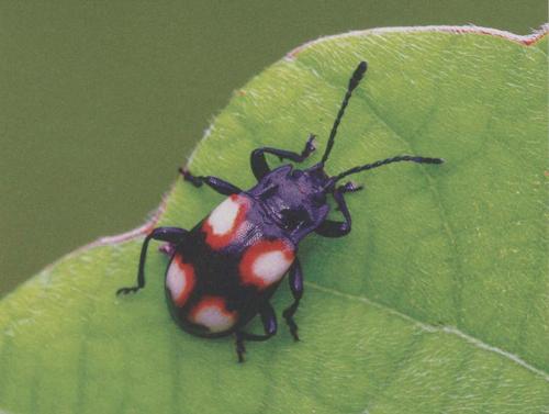 日本伪瓢虫 日本伪瓢虫