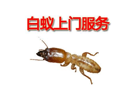 灭白蚁 灭白蚁